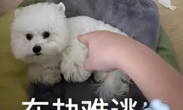 和比熊關系好也別做這些事，它會很反感！