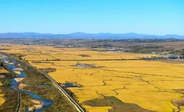 東北比華北更冷，為啥東北能種水稻華北卻種不了