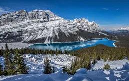 加拿大生子全流程揭秘：輕松收獲加寶的秘訣