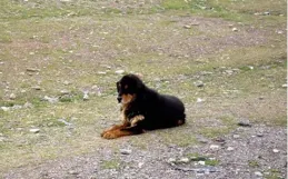 瘋狂的藏獒：從百萬名寵到流浪野犬，追雪豹退棕熊已成高原新霸主