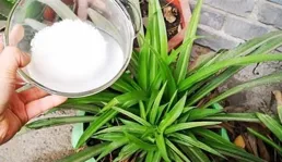 養花沒肥料？3種生活垃圾，直接扔花盆裏當肥料，花長得又旺又美