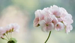 前半年小心翼翼，後半年風生水起的星座，賺錢沒啥壓力