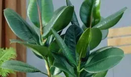 橡皮樹澆水技巧大揭秘：掌握關鍵，讓綠植茁壯成長