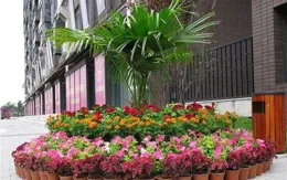 園藝綠植記事，玫瑰花長新枝顯活力，移種三角梅新苗更好長