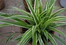 養文竹，學會4招，乖乖冒芽，輕松養成小盆景