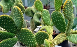 綠野仙蹤：探秘多肉植物的奇幻世界|上聯：肥厚葉片藏玄機，下聯