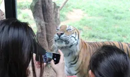 「世界愛虎日」雲南野生動物園開展主題公益活動