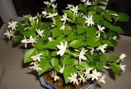 夏季蚊蟲活躍，如何科學防蚊滅蚊？