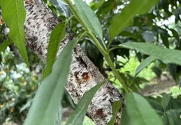 路邊桃樹上的桃膠能吃嗎？專家建議：不要采、不要吃！