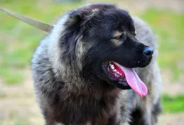 高加索犬和中亞牧羊犬哪個更適合家養？