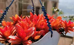 你的多肉又掛了好多？那養一盆火祭，耐熱耐曬不說現在扡插也能活