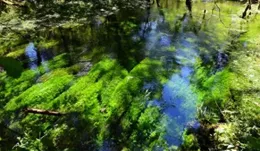 釣友們，你們知道什麽是肥水什麽是瘦水嗎？