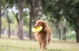 幼貓幼犬可以同時養嗎？