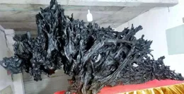 2013年他挖到一個樹樁，保養花掉20萬，專家估值8000萬