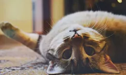 在人類歷史上，貓是因為什麽原因被馴化的呢？