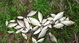 為啥7.2公尺長竿釣不過4.5短竿？釣友說到點子上了，對你有幫助