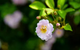 生命裏有你，是我最大的幸運