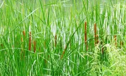 香蒲：自然界的香腸？千萬別小看，你知道它的真正價值嗎？