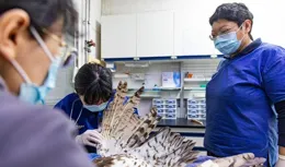 北京有家「羽毛銀行」！最新的「客戶」是位稀客