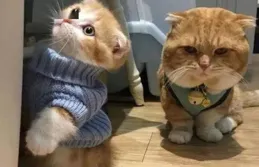 這也太萌了叭，摘石榴的貓咪們