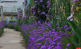 一棵礬根，美了一個院子