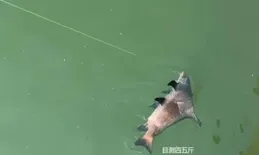 重慶男子釣上亞洲美人魚」，圍觀釣友：不放就要進去踩縫紉機了