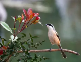 美麗漂亮的棕背伯勞