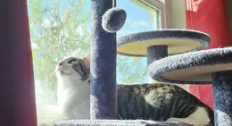 1W+字詳細實測真實！5大熱門寵物空氣凈化器推薦：霍尼韋爾、小米、希餵、有哈、IAM等寵物空氣凈化器測評資料，第一手測評數據教你輕松選購，買到超好用寵物空氣凈化器！