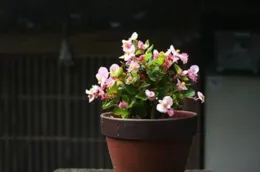 獨居老人花900萬買了千余件文玩藏品，鑒定後發現都是「現代工藝品」？