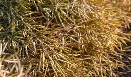 中方出手後，加拿大才知道怕？後悔已經晚了，勢必要徹底「打疼」