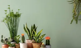 傳統風水說：家中六個方位擺放風水物件，可助六運興旺，真的嗎？