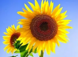 【向日葵般的晴天小葵：女生頭像背後的溫暖力量】