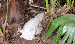 被丟在路邊的銀漸層，失落的眼神看著心疼，貓：主人為什麽不要我