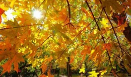 2024秋老虎結束時間:預計幾號結束？答案終於來了