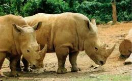 文玩界的罪與罰｜犀牛角的離奇價格讓血腥彌漫全球