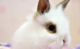 兔兔兔命中紅燈照，大事不期至，老天爺的玩笑可不敢笑納！