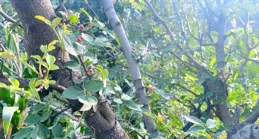 自從老大爺盤了花椒木，腰不酸腿不疼，多年的手麻手抖也好了。