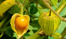 燈籠果：自然界的迷你燈籠