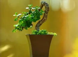 牢記「三句口訣」，金枝玉葉長不亂，鎮宅還招財，10年長成傳家寶