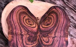 海南黃花梨水很深嗎？這6個鑒別方法和4大誤區，你不得不知道