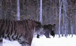 長白山一只母虎被棕熊搶走獵物，大聲咆哮招來公虎，公虎偷襲棕熊