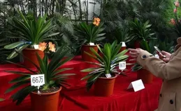 曾風靡全國的「騙局」，被捧上神壇，如今白菜價沒人要