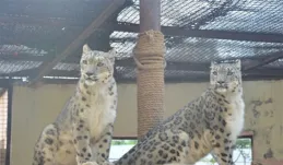 雙胞胎姐妹 ——水墨和油畫