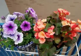 愛養花就養這幾種花，種一棵成一片，花開密密麻麻，太壯觀了