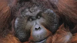 炸裂！猩猩波尼的悲慘遭遇:每次兩美元，慘遭村民囚禁性侵6年！