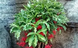 植物界的霸主來了！五種名字超霸氣，想不想了解？