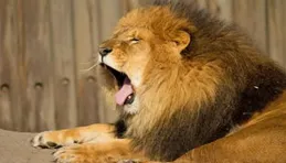 笑死在評論區，那些「獅子小開口」的樂事