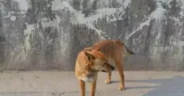 你什麽時候被狗的智商震驚了？