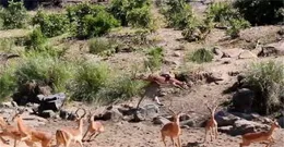 永德再次捕捉到緬甸斑羚覓食畫面