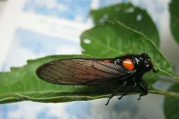 【動物界全系列】露盾角蟬亞科—圓角蟬族